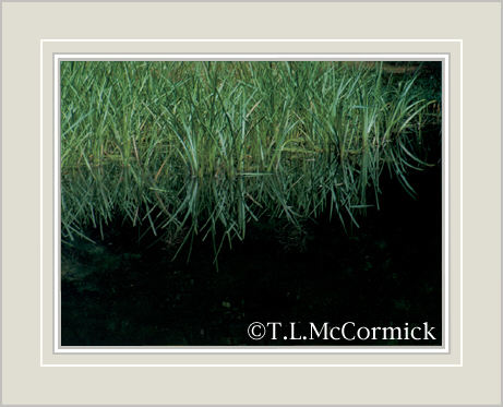 McCormick Gallery