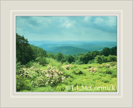 McCormick Gallery