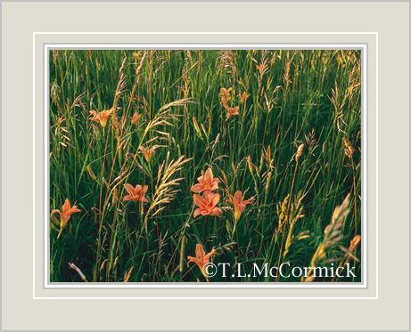 McCormick Gallery