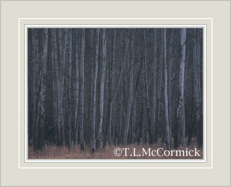 McCormick Gallery