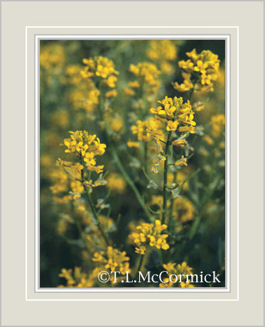McCormick Gallery