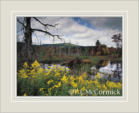 McCormick Gallery
