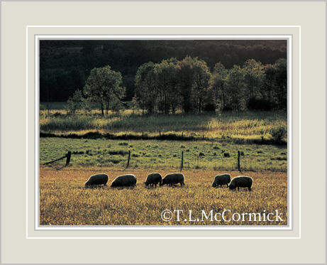McCormick Gallery