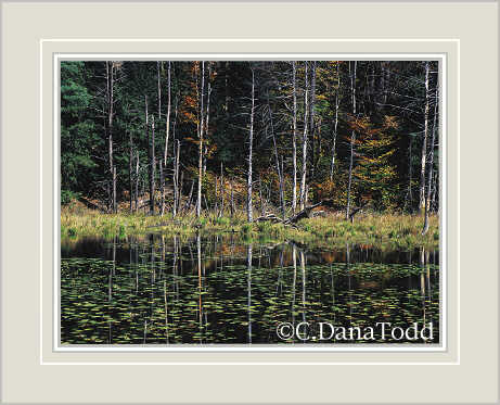 Dana Todd Gallery