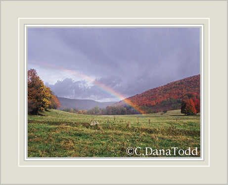 Dana Todd Gallery