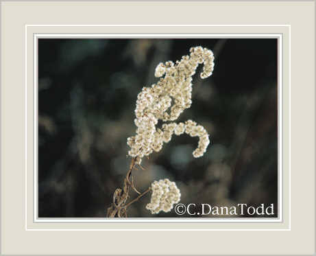 Dana Todd Gallery