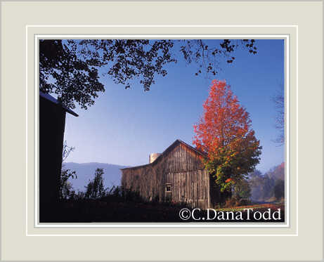 Dana Todd Gallery