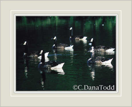 Dana Todd Gallery