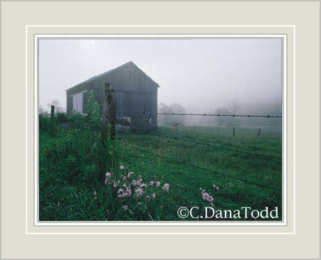 Dana Todd Gallery