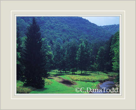 Dana Todd Gallery