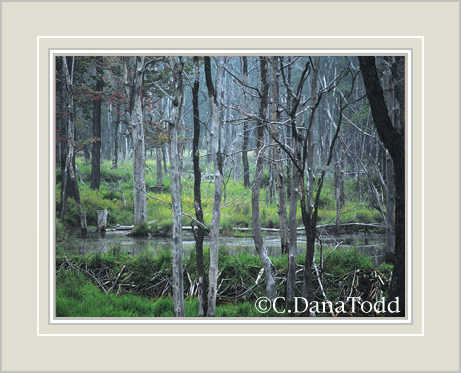 Dana Todd Gallery