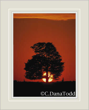 Dana Todd Gallery