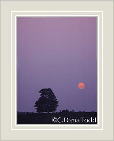 Dana Todd Gallery