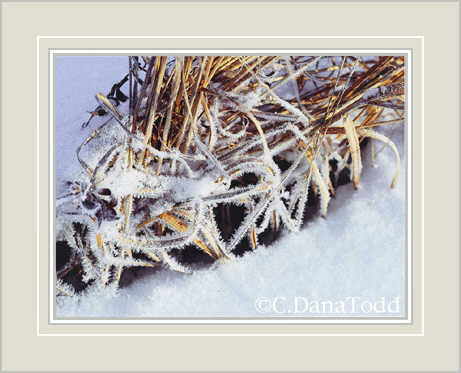 Dana Todd Gallery