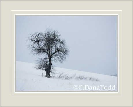 Dana Todd Gallery