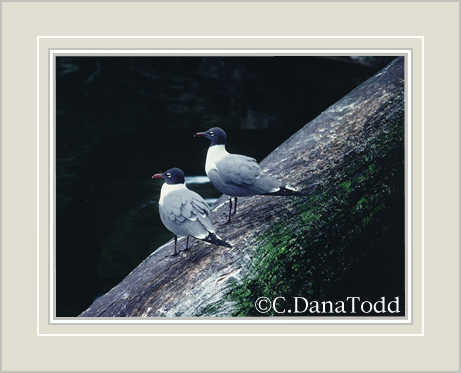Dana Todd Gallery