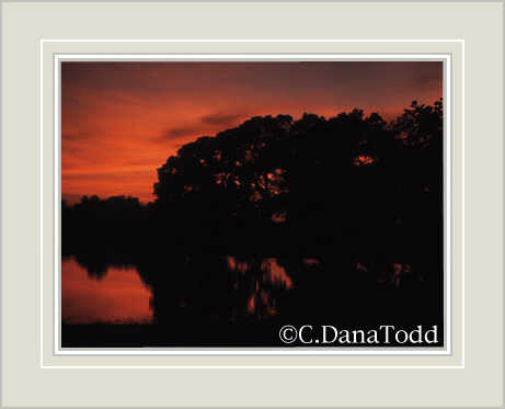 Dana Todd Gallery