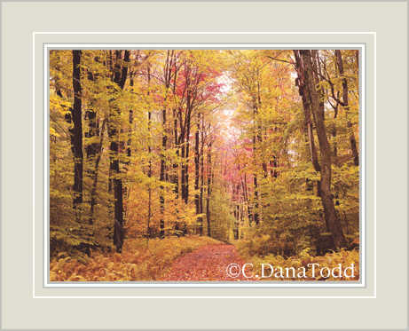 Dana Todd Gallery