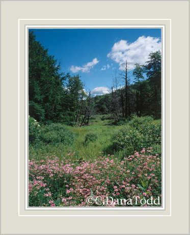 Dana Todd Gallery