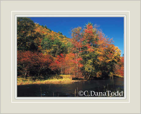Dana Todd Gallery