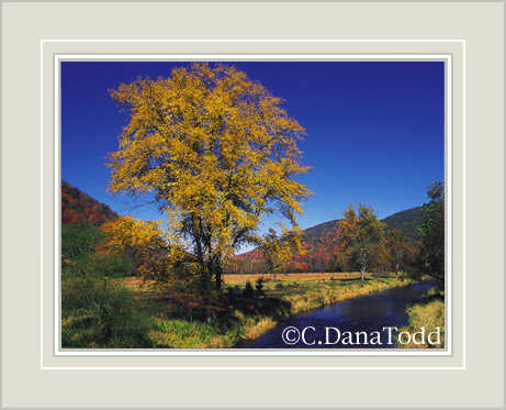 Dana Todd Gallery
