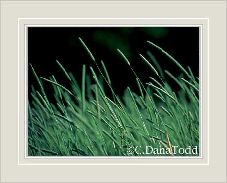 Dana Todd Gallery
