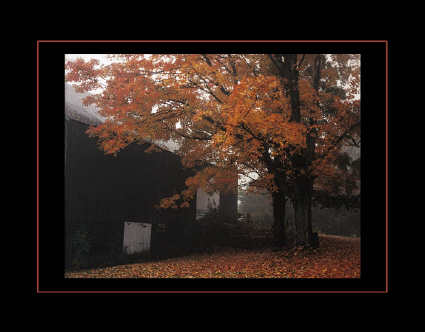 Dana Todd Gallery